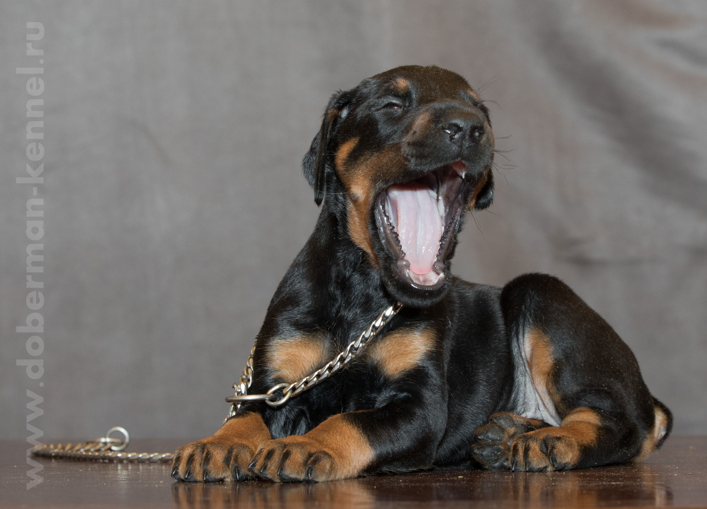 Dobermann puppy: Piritta iz Korolevstva D'Allba = Ulisse del Tibur x Sharon iz Korolevstva D'Allba