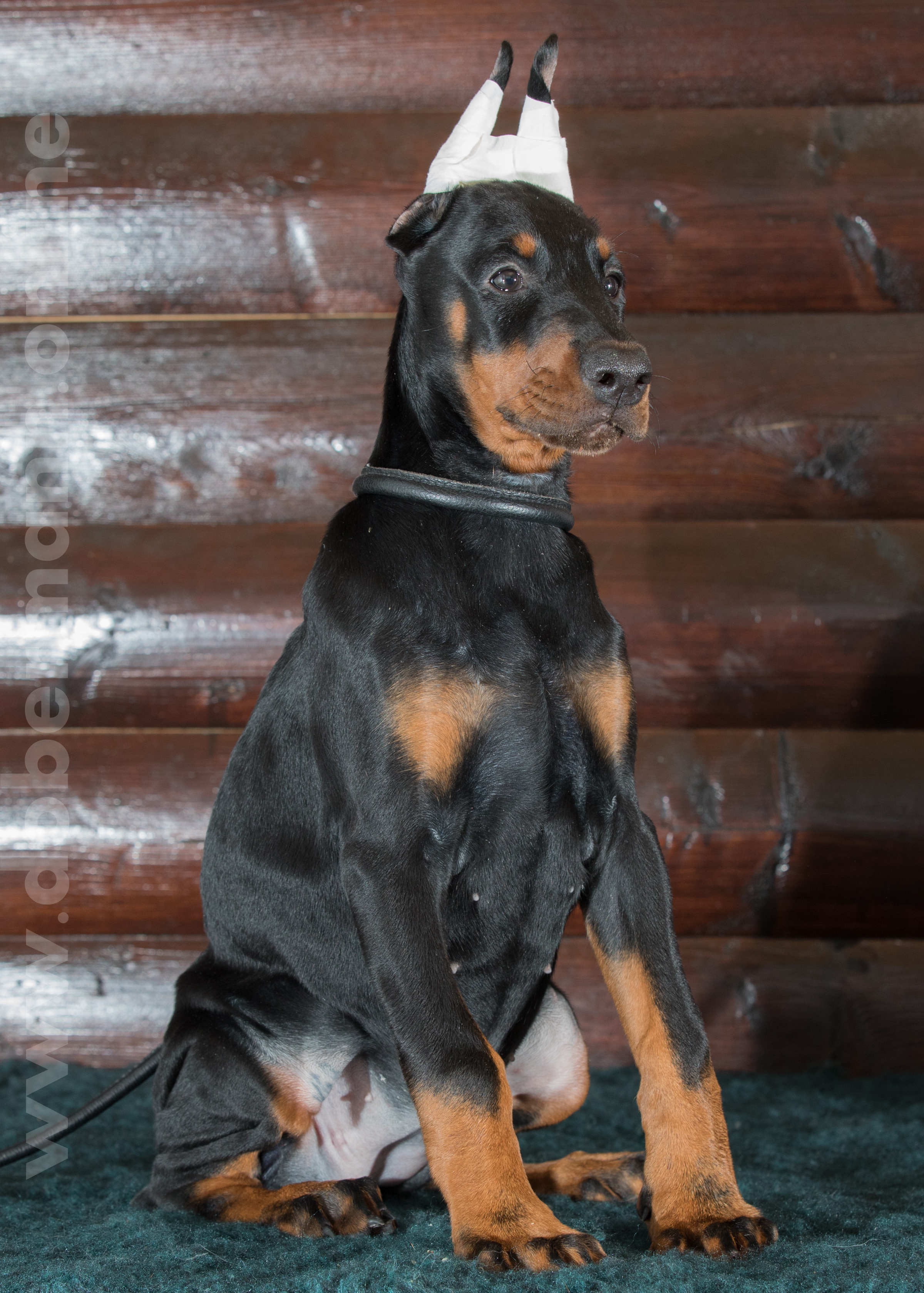 Dobermann puppy: Adellia iz Korolevstva D'Allba = Troy del Nasi x Gelina iz Korolevstva D'Allba