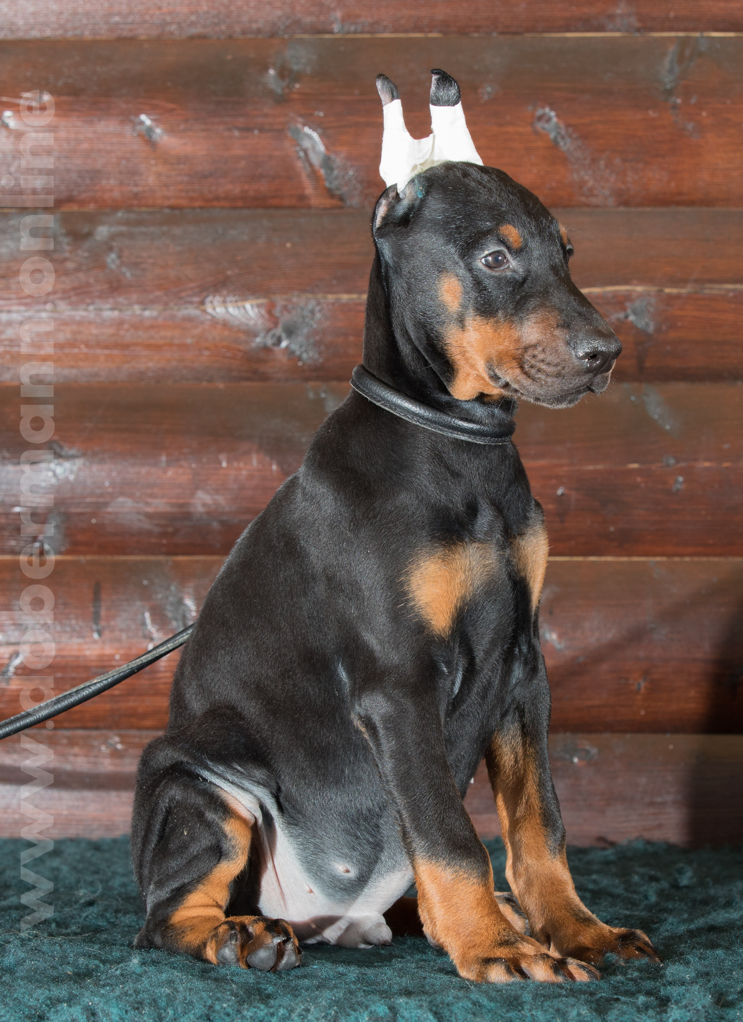 Dobermann puppy: Agnarr iz Korolevstva D'Allba = Troy del Nasi x Gelina iz Korolevstva D'Allba