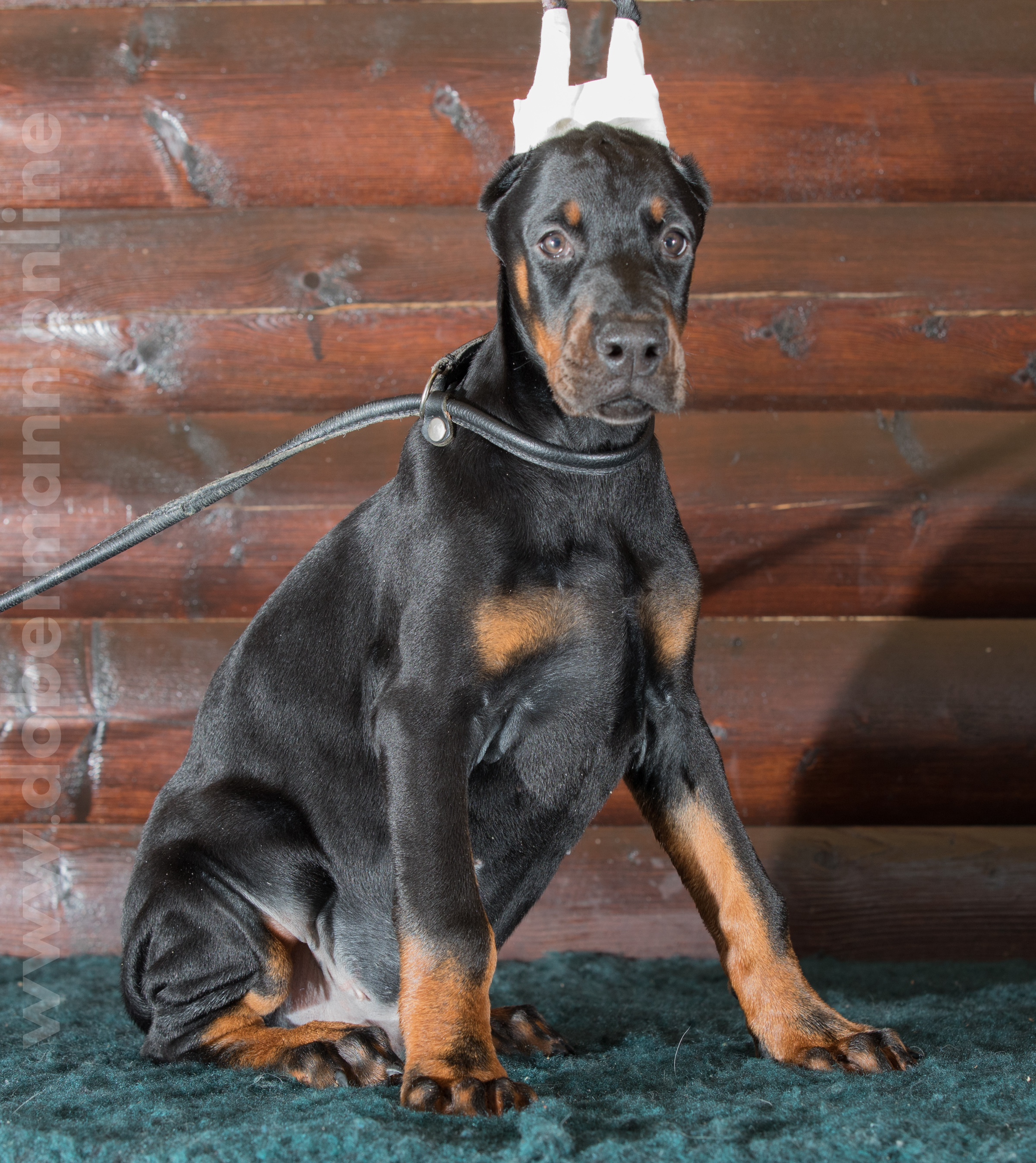 Dobermann puppy: Alan iz Korolevstva D'Allba = Troy del Nasi x Gelina iz Korolevstva D'Allba