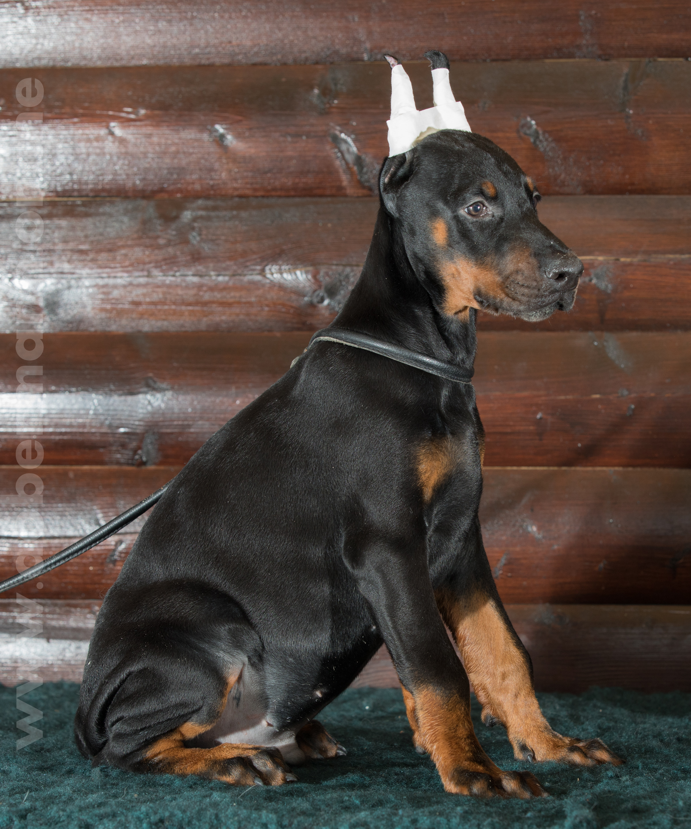 Dobermann puppy: Alan iz Korolevstva D'Allba = Troy del Nasi x Gelina iz Korolevstva D'Allba