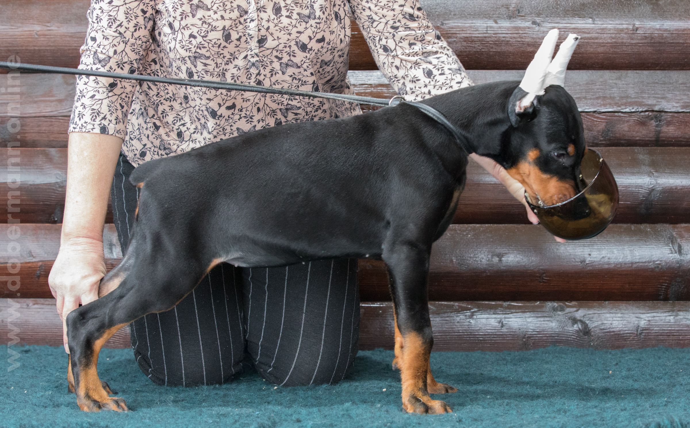 Dobermann puppy: Amallia iz Korolevstva D'Allba = Troy del Nasi x Gelina iz Korolevstva D'Allba