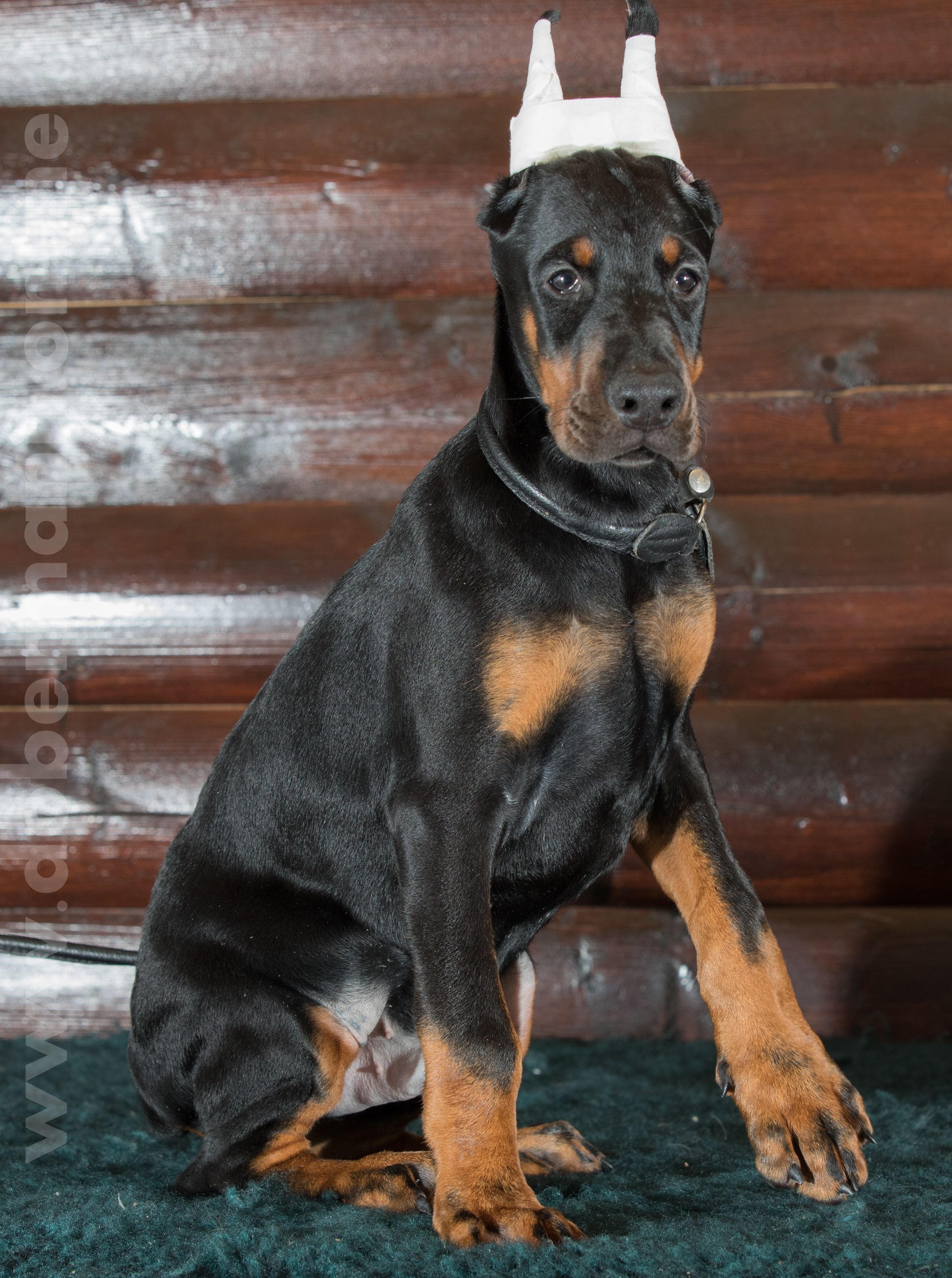 Dobermann puppy: Arthur iz Korolevstva D'Allba = Troy del Nasi x Gelina iz Korolevstva D'Allba