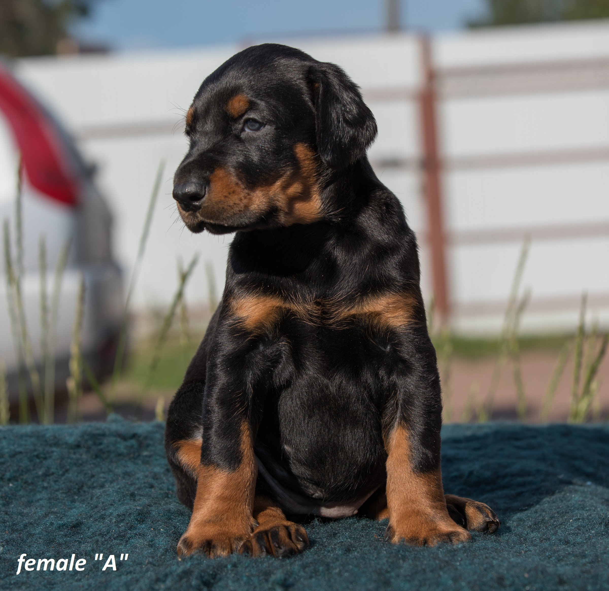 Dobermann puppy: Female 'A' iz Korolevstva D'Allba = Kaiser di Perlanera x Sharon iz Korolevstva D'Allba