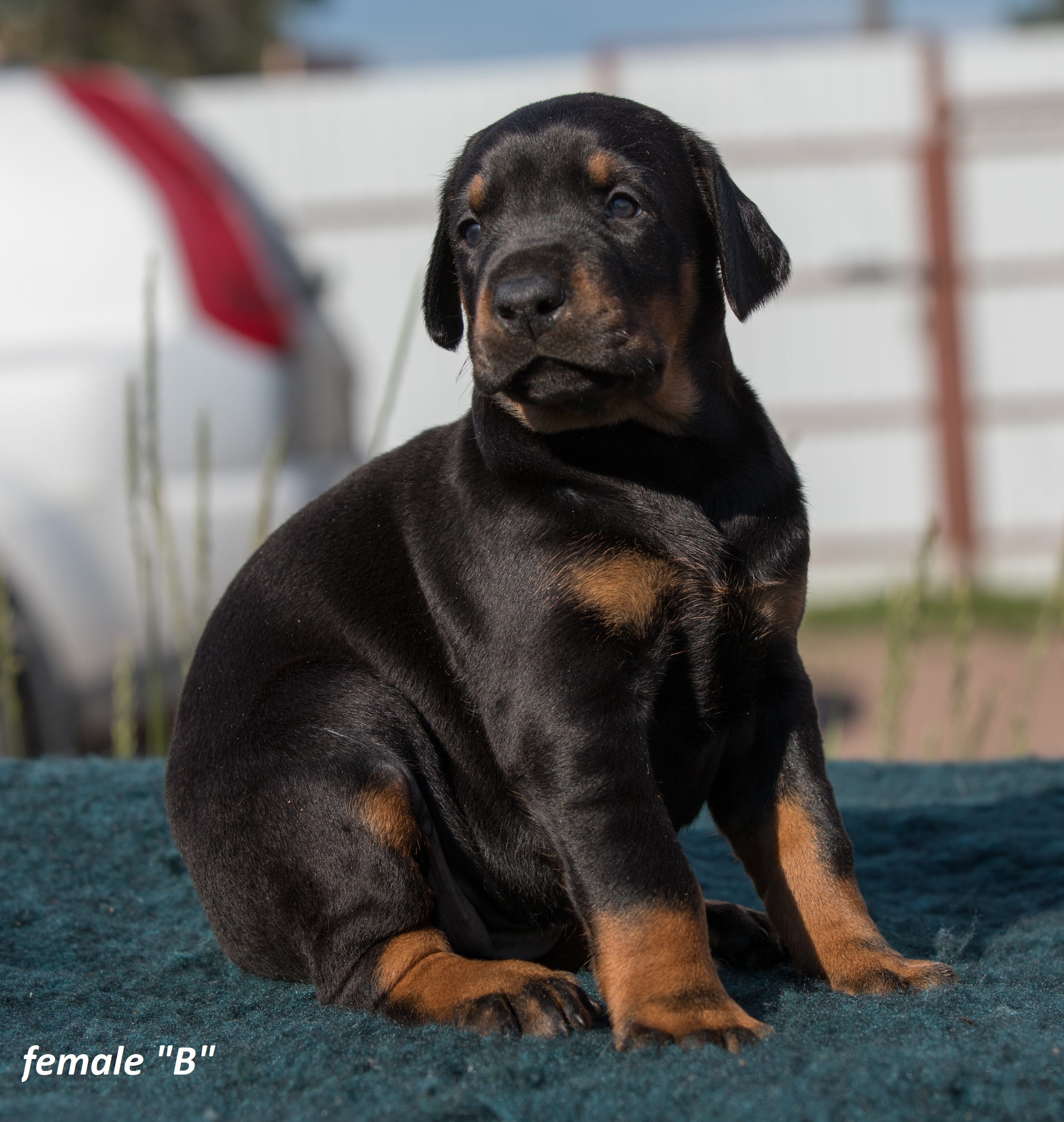 Dobermann puppy: Female 'B' iz Korolevstva D'Allba = Kaiser di Perlanera x Sharon iz Korolevstva D'Allba