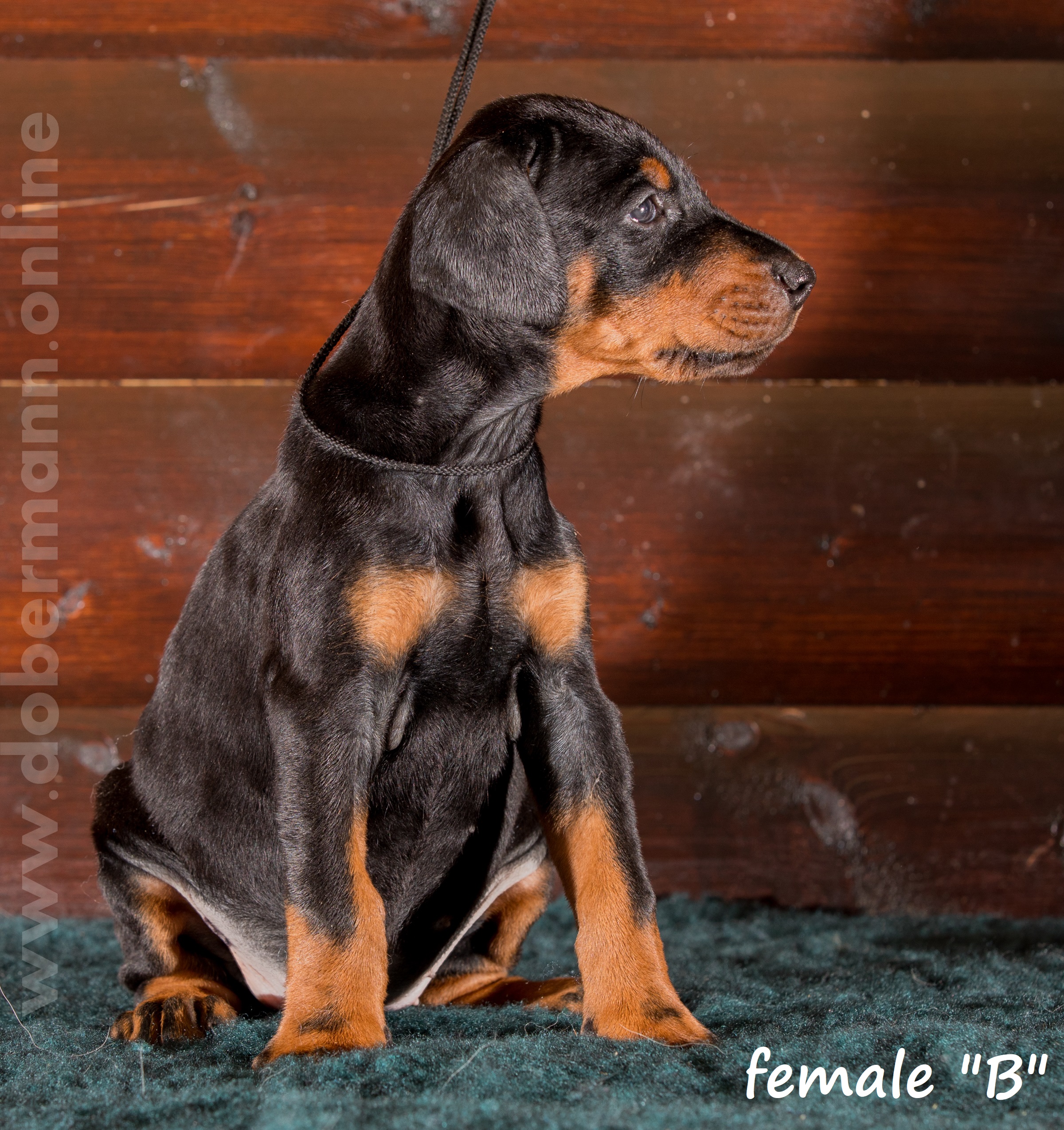 Dobermann puppy: Female 'B' iz Korolevstva D'Allba = Troy del Nasi x Gelina iz Korolevstva D'Allba