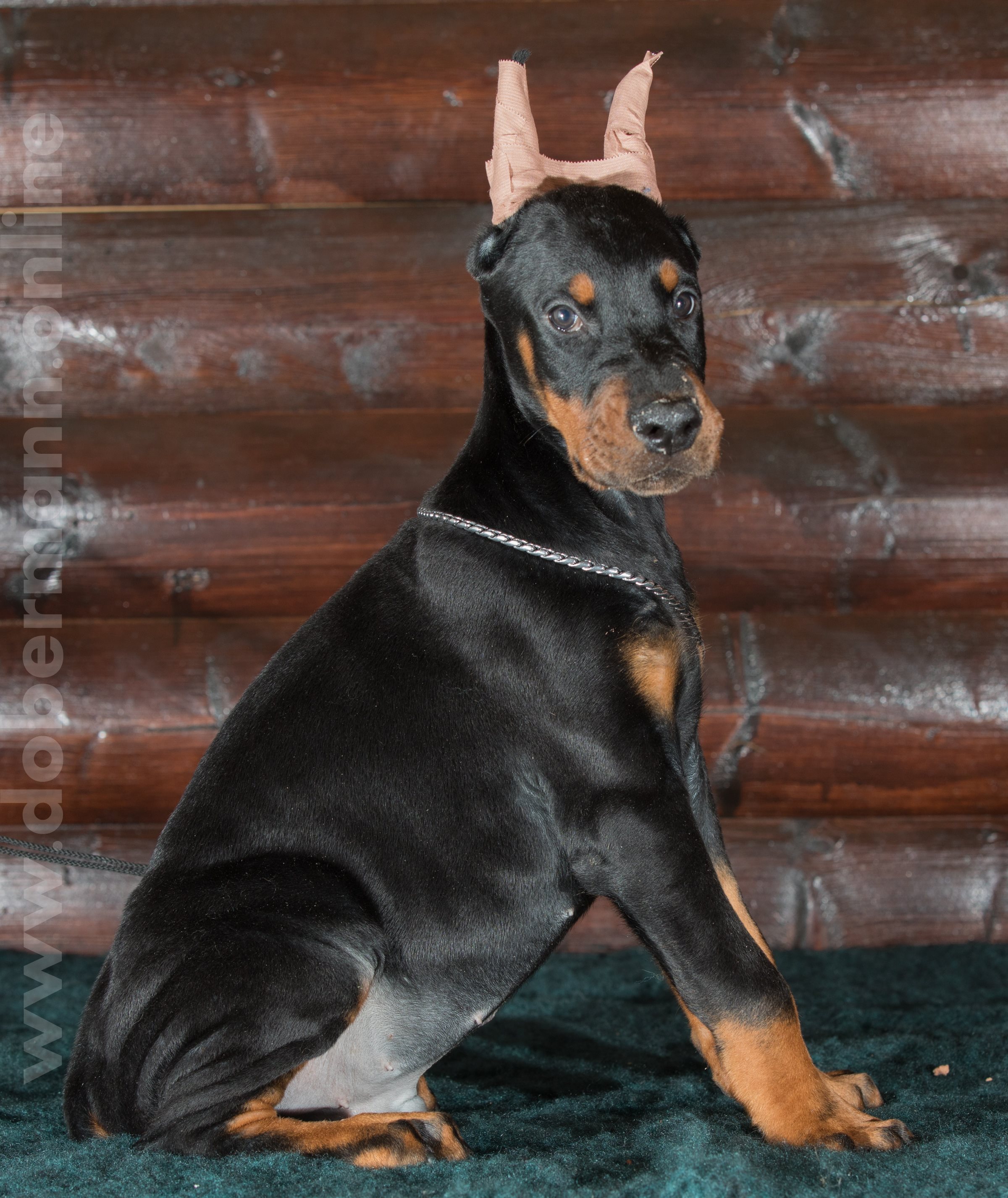 Dobermann puppy: Shaquille iz Korolevstva D'Allba = Ulisse del Tibur x Geneva iz Korolevstva D'Allba