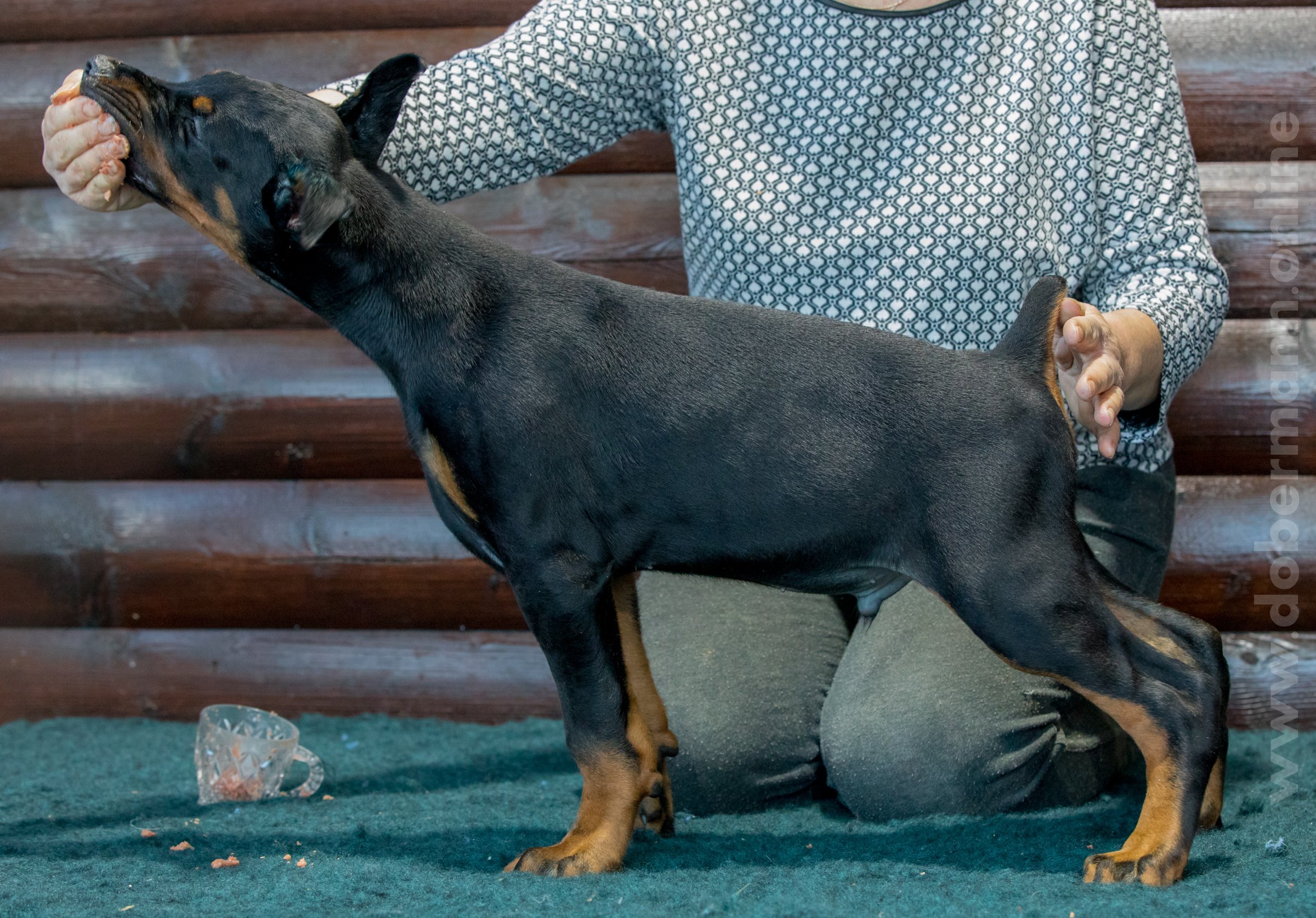 Dobermann puppy: Shelby iz Korolevstva D'Allba = Ulisse del Tibur x Geneva iz Korolevstva D'Allba