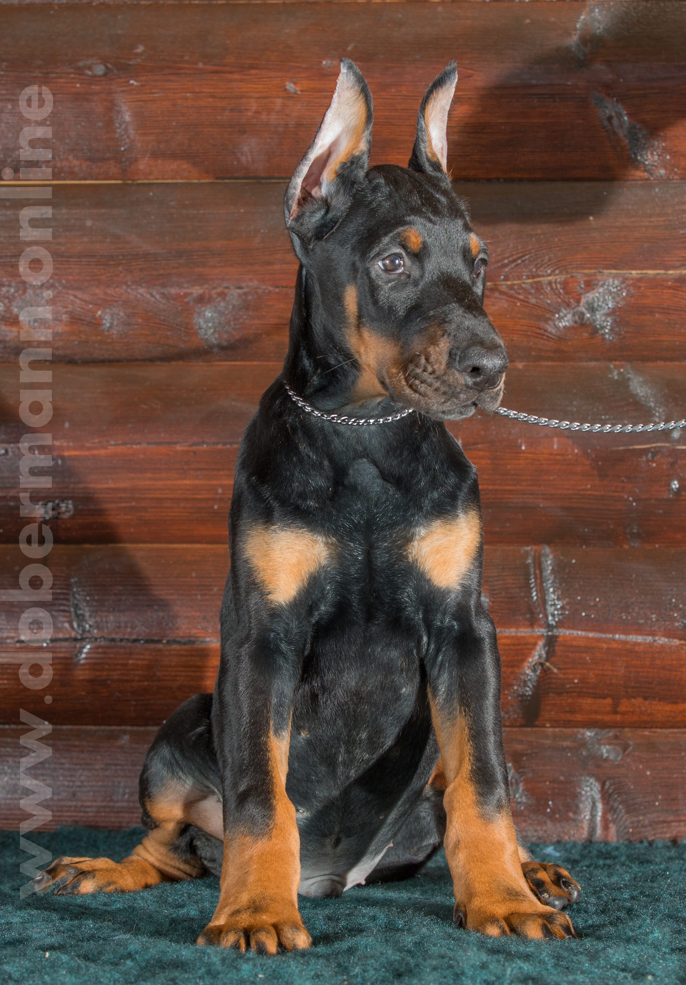 Dobermann puppy: Shelton iz Korolevstva D'Allba = Ulisse del Tibur x Geneva iz Korolevstva D'Allba