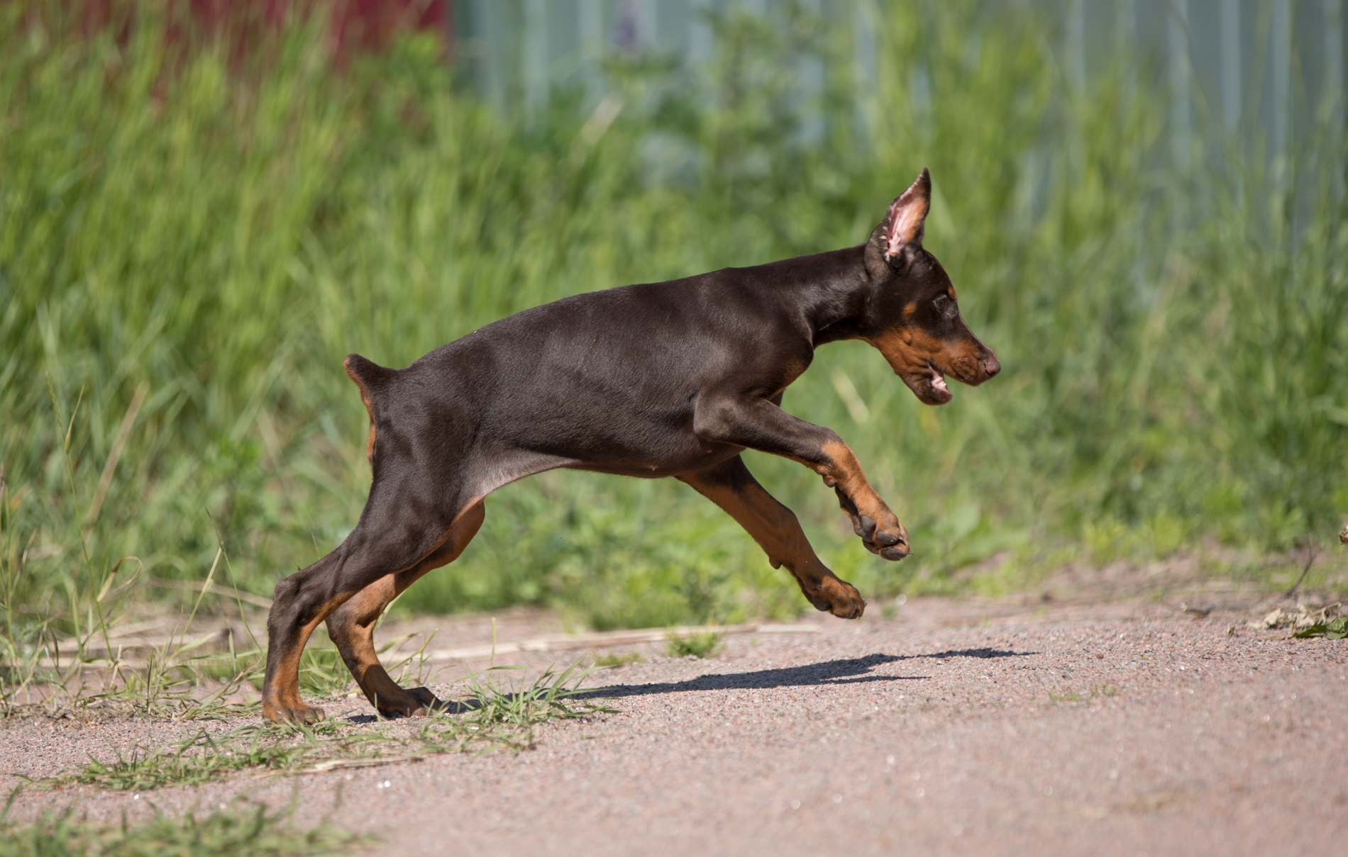 Dobermann puppy: A litter = Pride Of Russia Prokhor x Louisa iz Korolevstva D'Allba